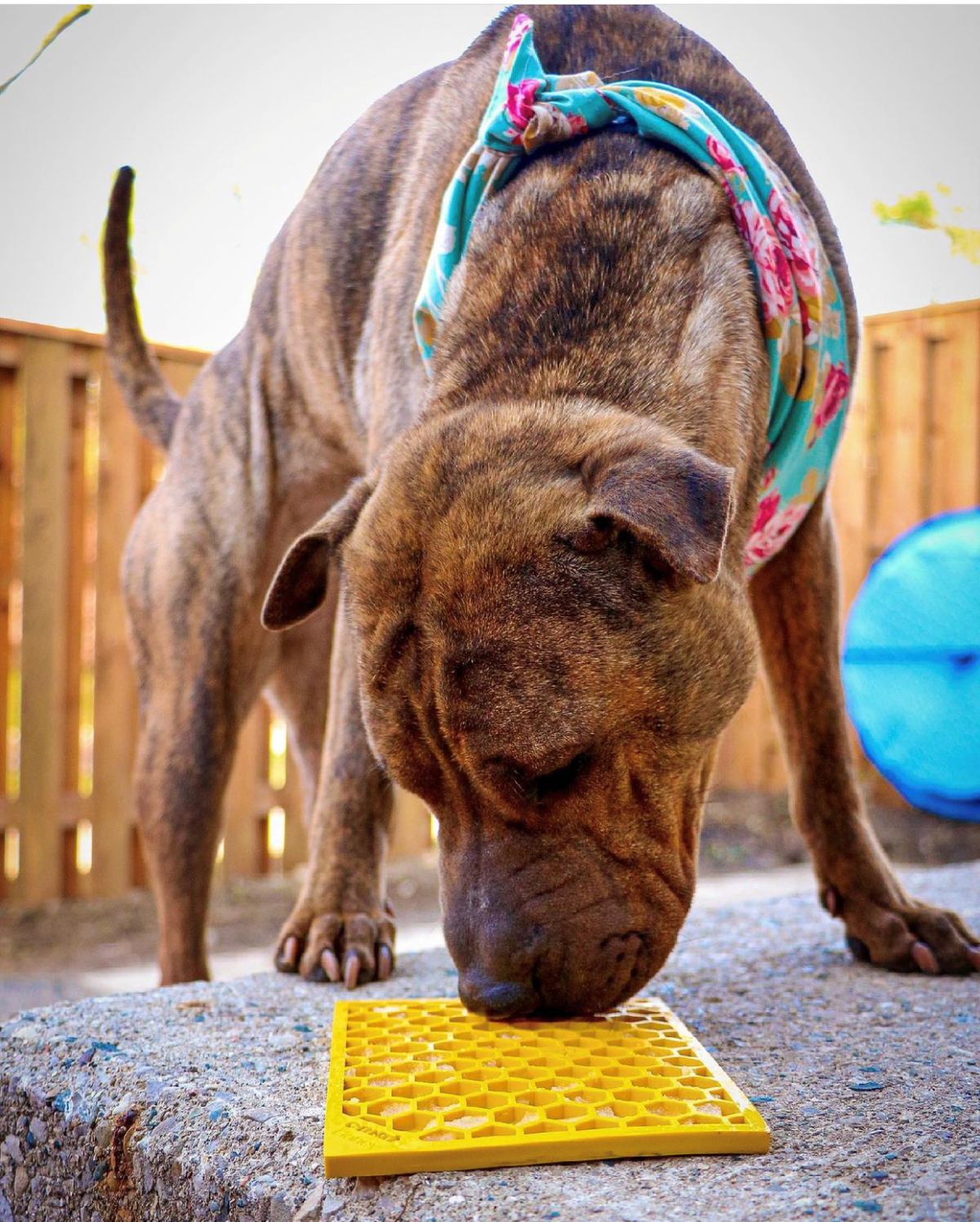 SodaPup Honeycomb eMat Lick Mat for Dogs & Cats