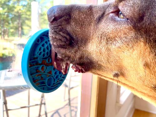 SodaPup Turtle eMat-Mini Suction Lick Mat for Dogs & Cats