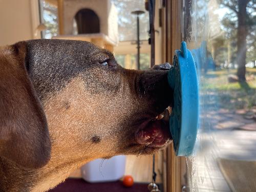 SodaPup Turtle eMat-Mini Suction Lick Mat for Dogs & Cats